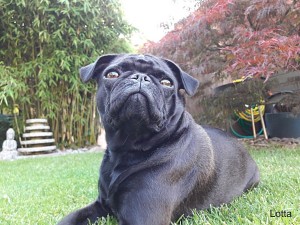 mops_lotta-von-frentrop_75