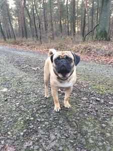 mops_monty-von-frentrop_41