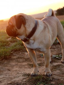 mops_monty-von-frentrop_44